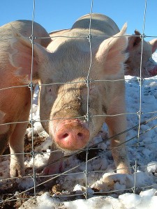 Originalfoto: George Chriss